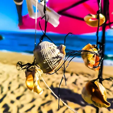 Daire William's - Fifth Amazing