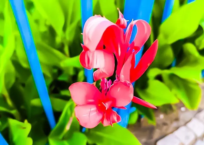 Apartment William's - Fifth Amazing